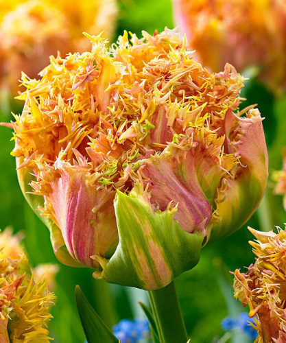 ����� ���������� ����! ��������, �������� ����� ������ � ���������� ���������� ����-������� ����� � �������-�������� �������