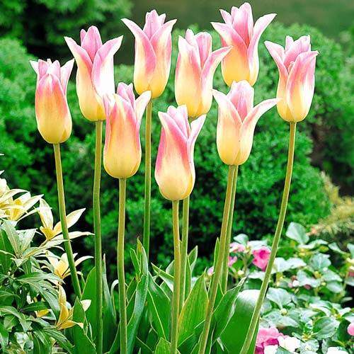 ������� ���� - ���������� ����, �������-������� ����� � ������� �����-������� ������. ������ � �����ң����� ���������, �� ����� ���������� ������ �����))