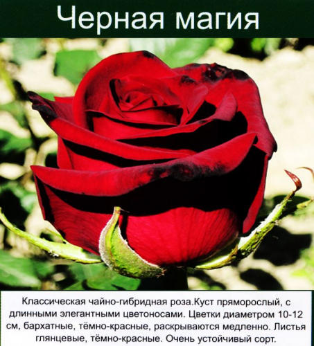 ���� �������. ��������� ���� 3. ����������. (�� 08.07).