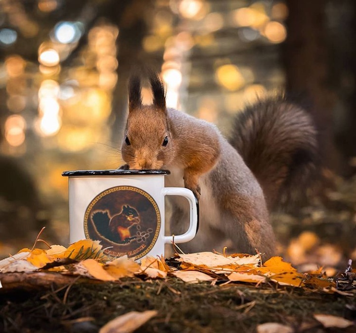 CON SOC Hazelnut Flavour - ����������� ���� �������� ������, �������� ���������� �������� ������� ����� � ������ ���������� ������ �������� �������.