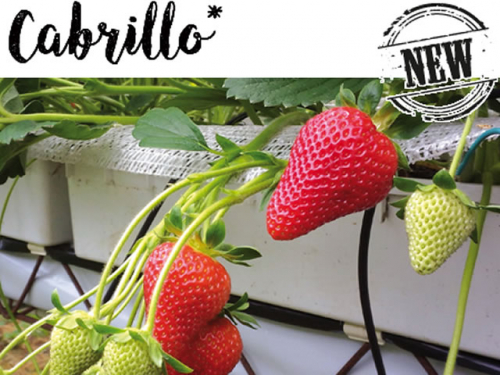 ���� �������. ���������, �������� 36. ������� �������. (�� 14 ����).