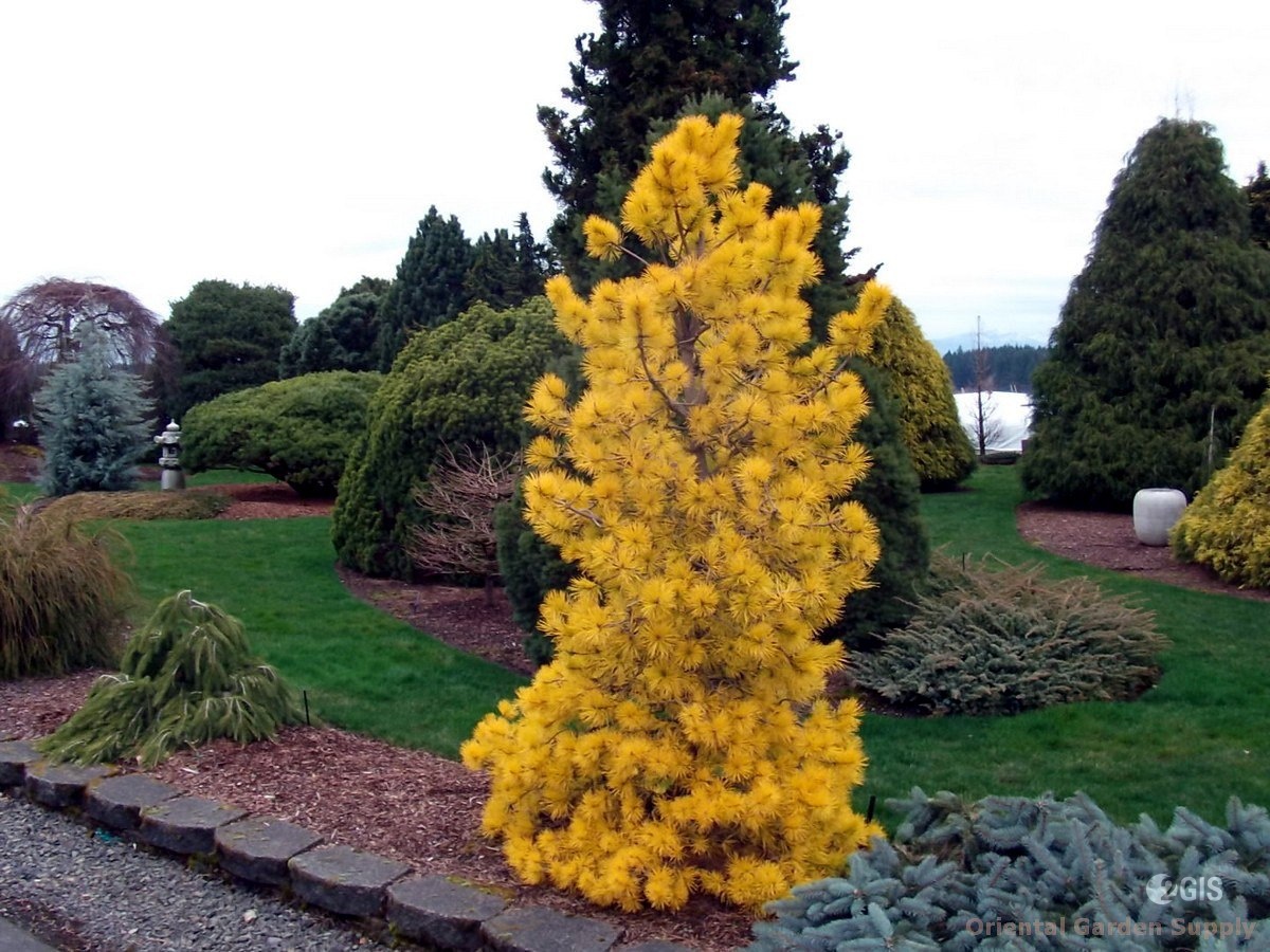 ���� �������. �������� ������ ������� ��������. ���� �� ������.