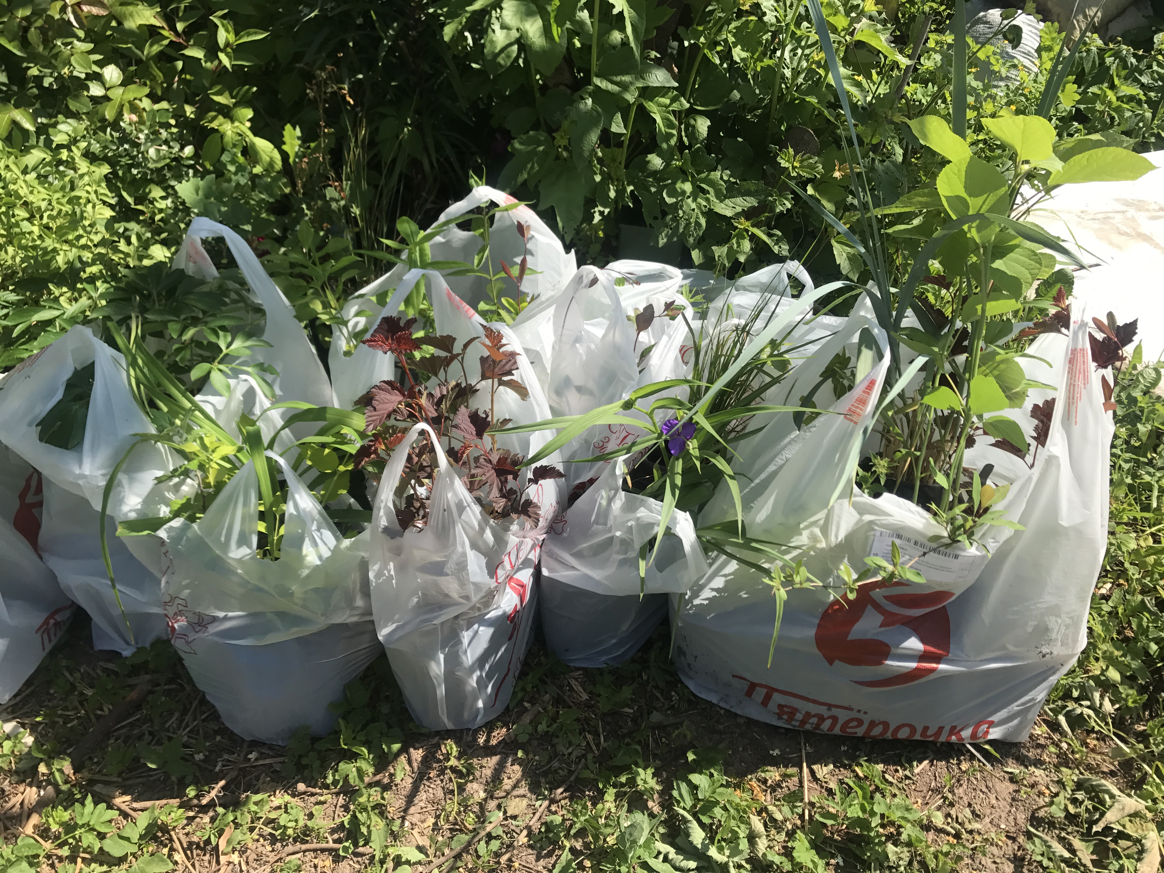 ���� �������. �������� 3 ���. ������������ �������� ��� ������ ���� �� �������� ��������� ������������� ������� Savgarden. ��� � �������. ���� �������� ��� �� 50 ���.