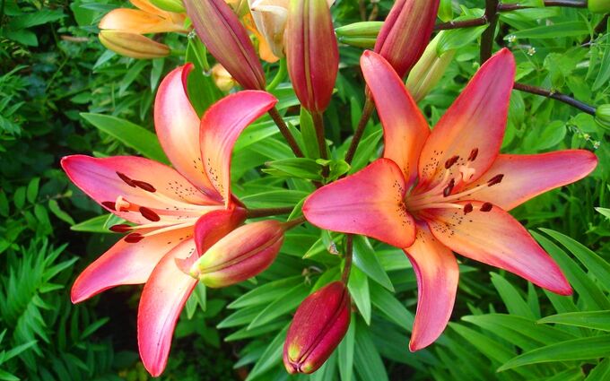 ���������� ��������� ��� ����!����� ���� ������� - ��������� �� 120 �� � ������, ������ �������� ���������� �� ������-��������, ��� �������� ����� ������ ���� ������. 