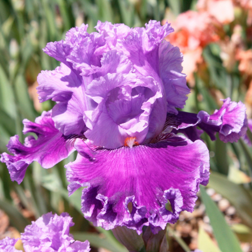 ���� �������. ������������� ����� �� �������� Nataly7777. (�� 30.07).