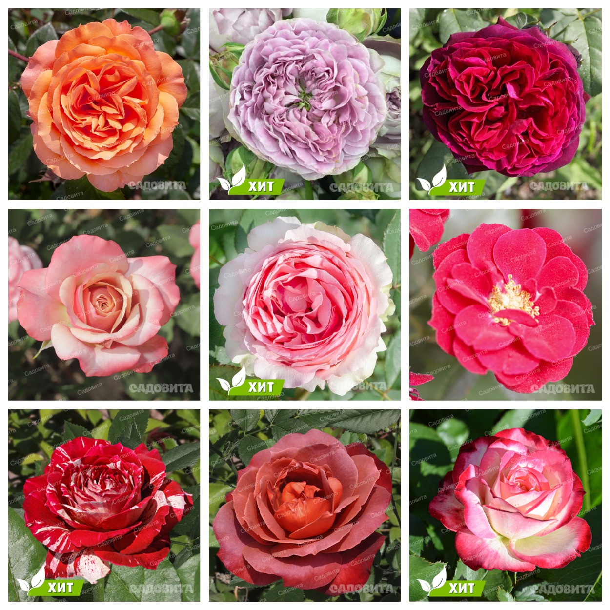 ���� ������� �� 08.08. ���� �������� 7.