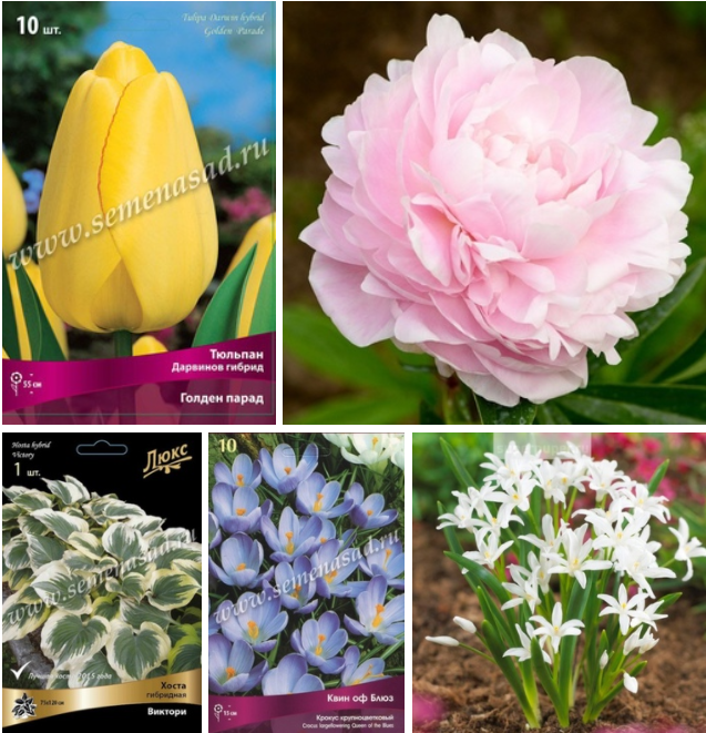 ��� ����� �����-4! ��������, ��������, �������, ��������, �����, ����� �� ������������ �o�ck �� �����-2021