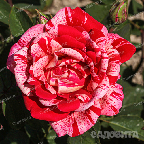 ���� �������. ���� – ����� ������� ������! �����-���������, ���������, ����������, �����, ����� � ������ ������. ����� 350 ������. ���� 160 ��� �� �����. �� ��������, ��������� �� ����� 2022 ����. ������������ �����.