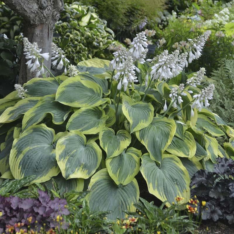 ��������� �� ������ - ���� �� ����� ������� � ���������� ���� � �������� �������� � �������� ������. �� 152 �� ������� � 90 �� �������!