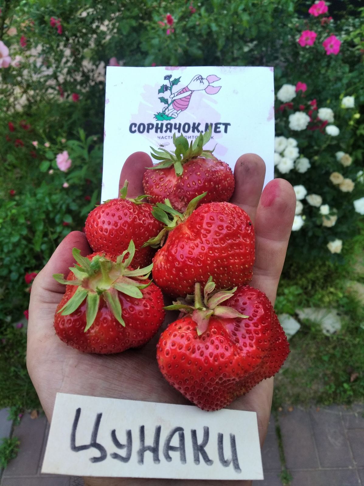 ���� ������� �� 04.08. ��������� 37 (��������, ��������) �� �������� ��������.���.