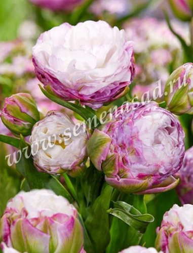 ����� ������ - �����������, �������� ����� � ���������� ������� �������� ���������!