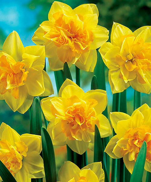 ������� �������� ������� - �������-֣���� ������� ������, ��������� 10 ��, � ��������������� �����-��������� �������� ��������.