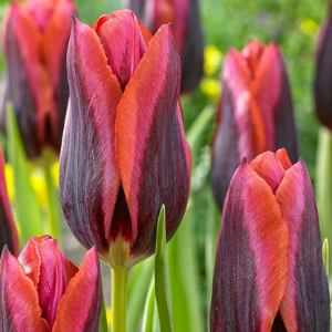 ������� ������ ����� - ���������� �������� ��������� ������ ��������� (����� 3 ������) � ������������������ �������� ����