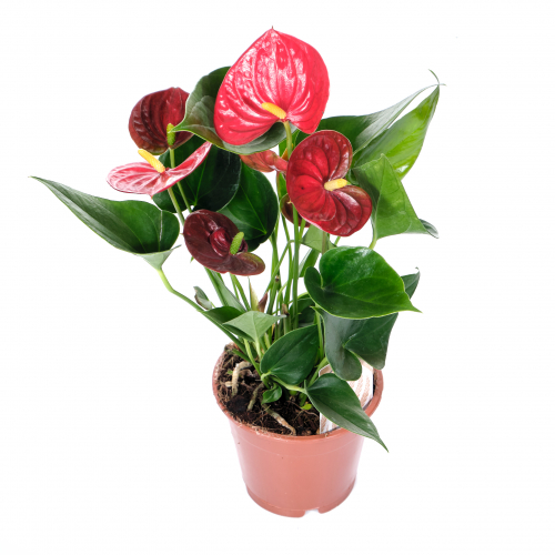 �������� -���������, �������