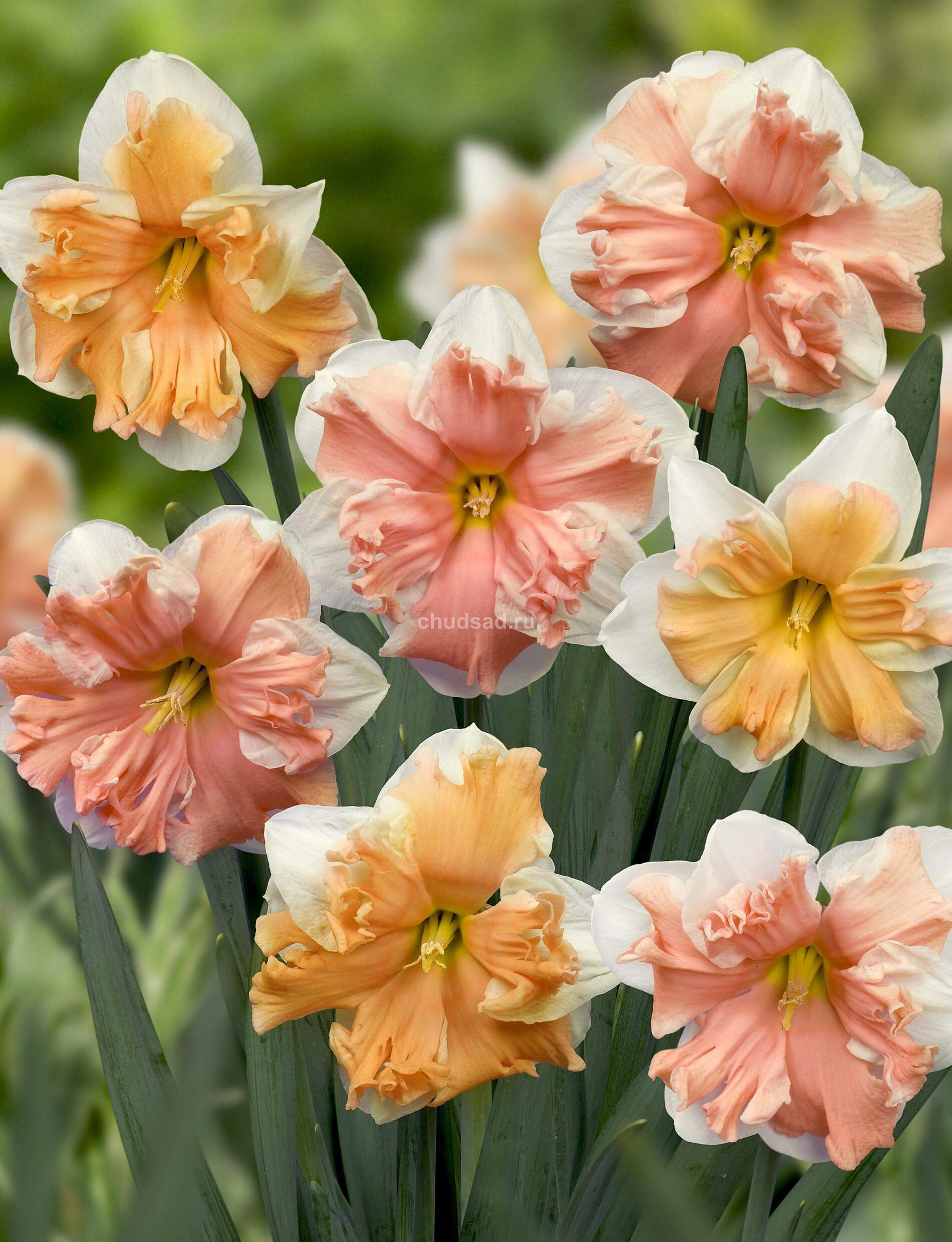 �������, ������� ������ ���� - ������� �� ������!