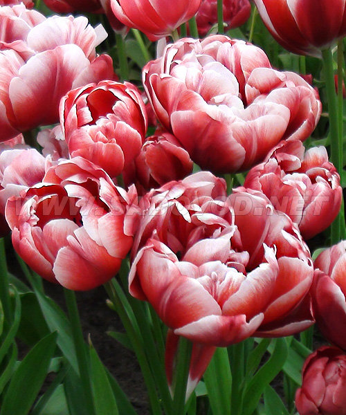 �������, �������� ������� 