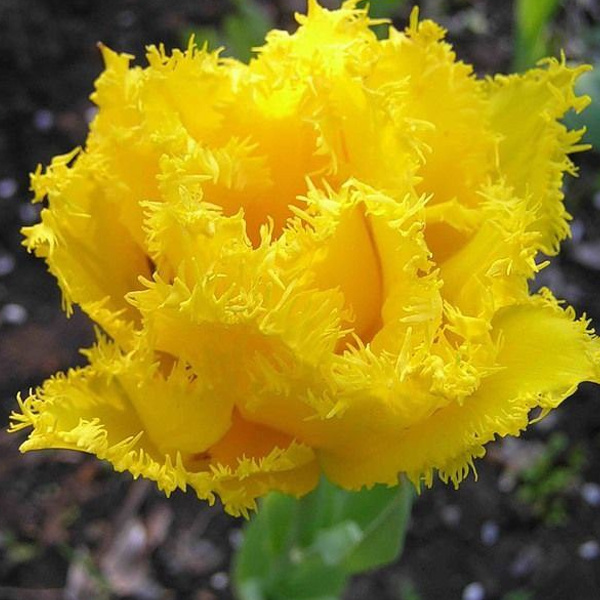 ����������� �������� - �������� ��������� ��������� ����!