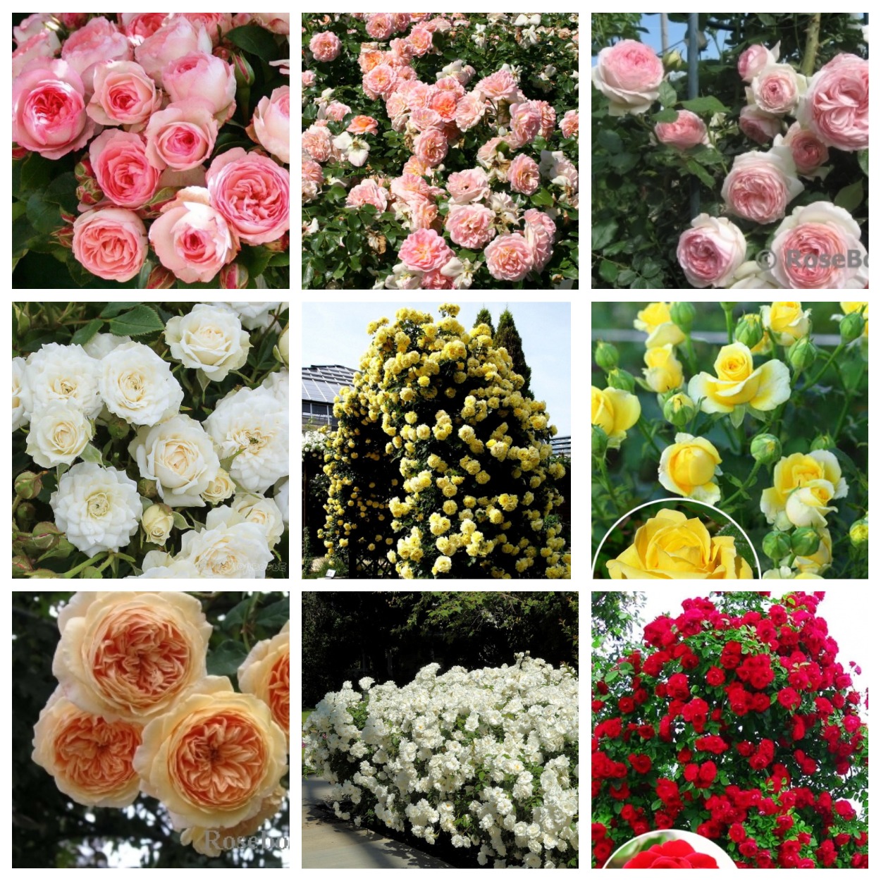 ���� �������. ���� ��������� (������), � ��� �� ���� Meilland (�������) 7.