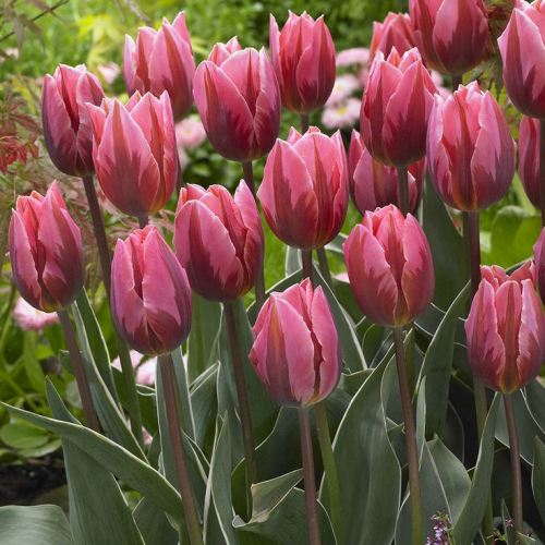 ��� ����� �����-5! ������ ����� ���������, ��������, �������, ����� � ��. �� ������������ �o�ck �� �����-2021