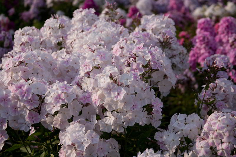 ��������� ����. �� 5.09. ������������ �������� ��� ������ ���� �� �������� ��������� ������������� ������� Savgarden. ��� � �������. ���� ������, ������� �����, �� 80 ���. ����� 6. ���������.