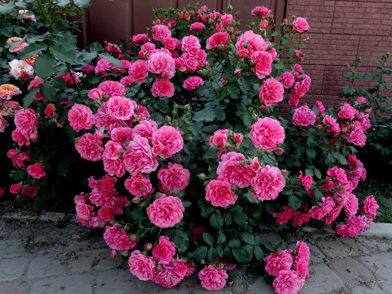  ���� �������. �����!! ���������! ������� ���. ��������� ����� ������ �� ��� �����. � ������ ���������� ������ ����! � ���� ���� ������������ ���������� ����������������� �������, �� � ������������ ����������! ����� 18.