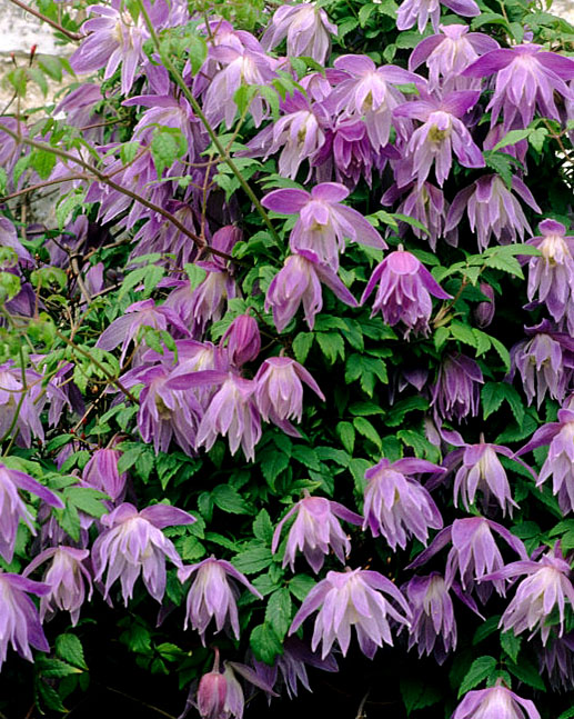 ��������� � ������� �� ��������� ��������� Marczynski. ��������� �� ����� 2022�.