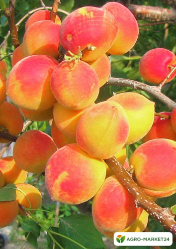 ������� ��������,������,���������,�������� �������� � �����������,������������ ��������.�������� ���������.�������� �������.��������� �����2022