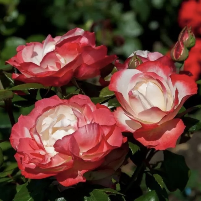 ������� ��� �� ������-�������� ��������� Matilda Flowers �� 126 �. ��������, ���������� � ������� � �������� ������. ��������� �� �����