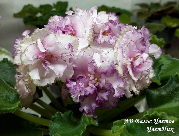 ������� ������� �����! ����� ���� ������� �� ����������� ������ � �������������� 