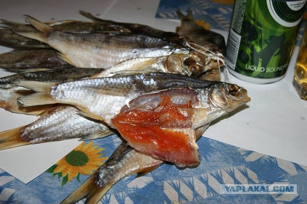 �������� 3 ��� �� 11.10. ������������ ������� ���� 15. �����, ������, �������, �����������, �����, �����, �����, �����. ���� �����, ������. ������� - ������ ���������� ������� � ��������� ��������, ������ � ����. ����� ������� ���� ��������