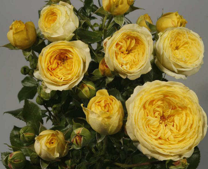 ���� �������. ���� � ��� �� ����� 2022. ��� ����������� � �������� � ���. ������ (����� ������-������ ���) ������� ������������ ����� �����. 