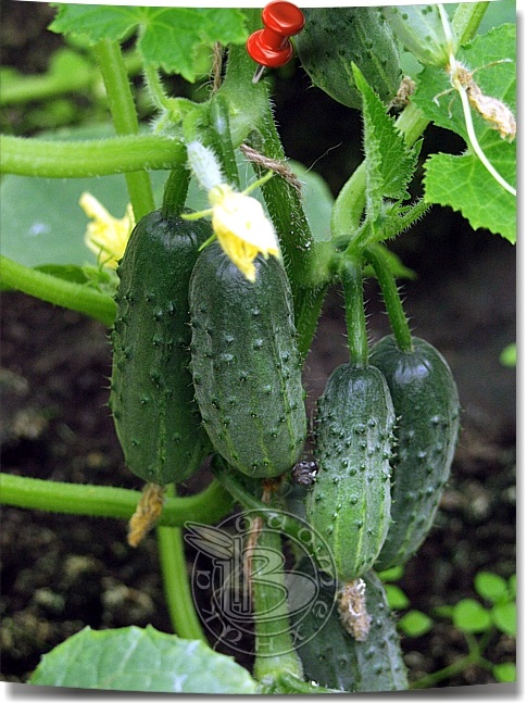 ������ �������������� ������� - �������� ����� ��� �����������!