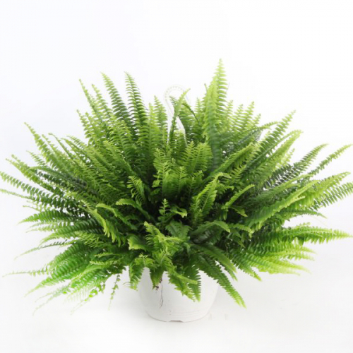 ��������� ��������� ��������, �������� � �������� ���������, ���� ������� ���������, ����� � ���, ������ - ���� ����� � ������ ����!