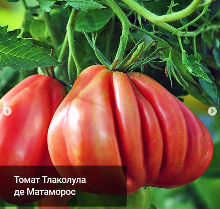 ������ � ������� ��������� ����� �� �������