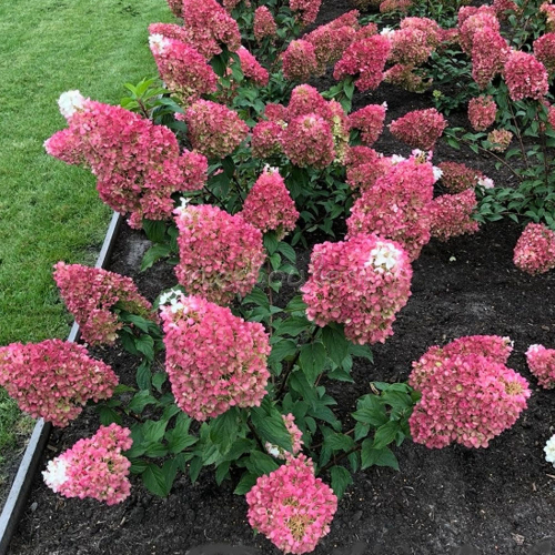 ��������� ��������� ��������, �������� � �������� ���������, ���� ������� ���������, ����� � ���, ������ - ���� ����� � ������ ����!