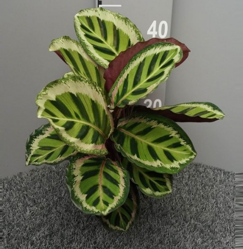 ��������� ��������� ��������, �������� � �������� ���������, ���� ������� ���������, ����� � ���, ������