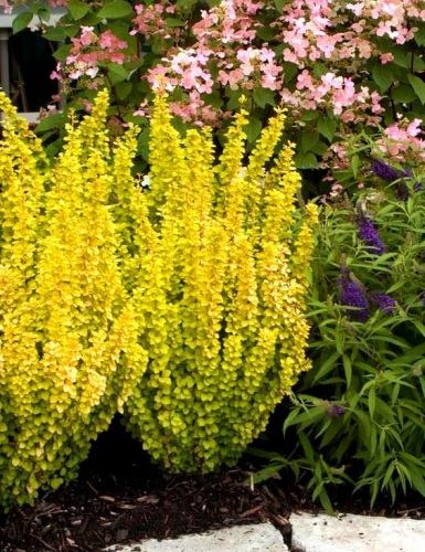 ������������ � �������� ����������, ���������, ���������. 