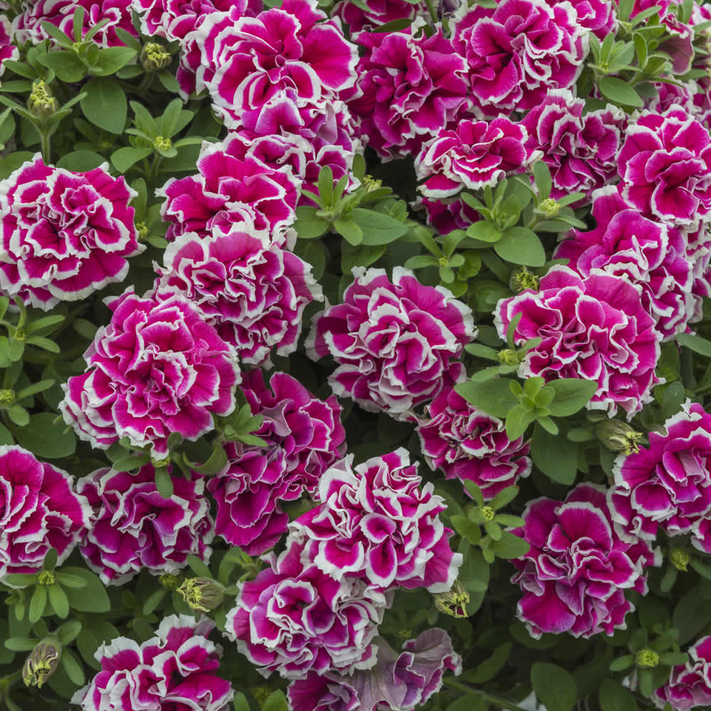  ���� ������� �� 31.01. ������������ ������� - ���������, �������������, �����������, ��������, � ��. � ����� ���������� � ������. ������ �� �����, ������� ��� ������������ � �������������, ����� �������. ��������� �� ����� 2022