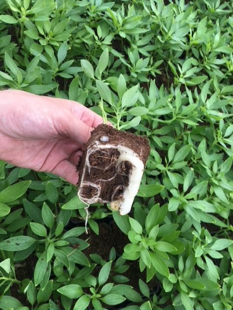 �����! ���� ����������� �� ������� ������������. �� ������ 12-13 ���� �� ������� ��� �� 1��.