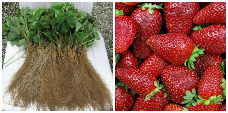 �������� (������� ���������) . ����� . ������������ ���������.