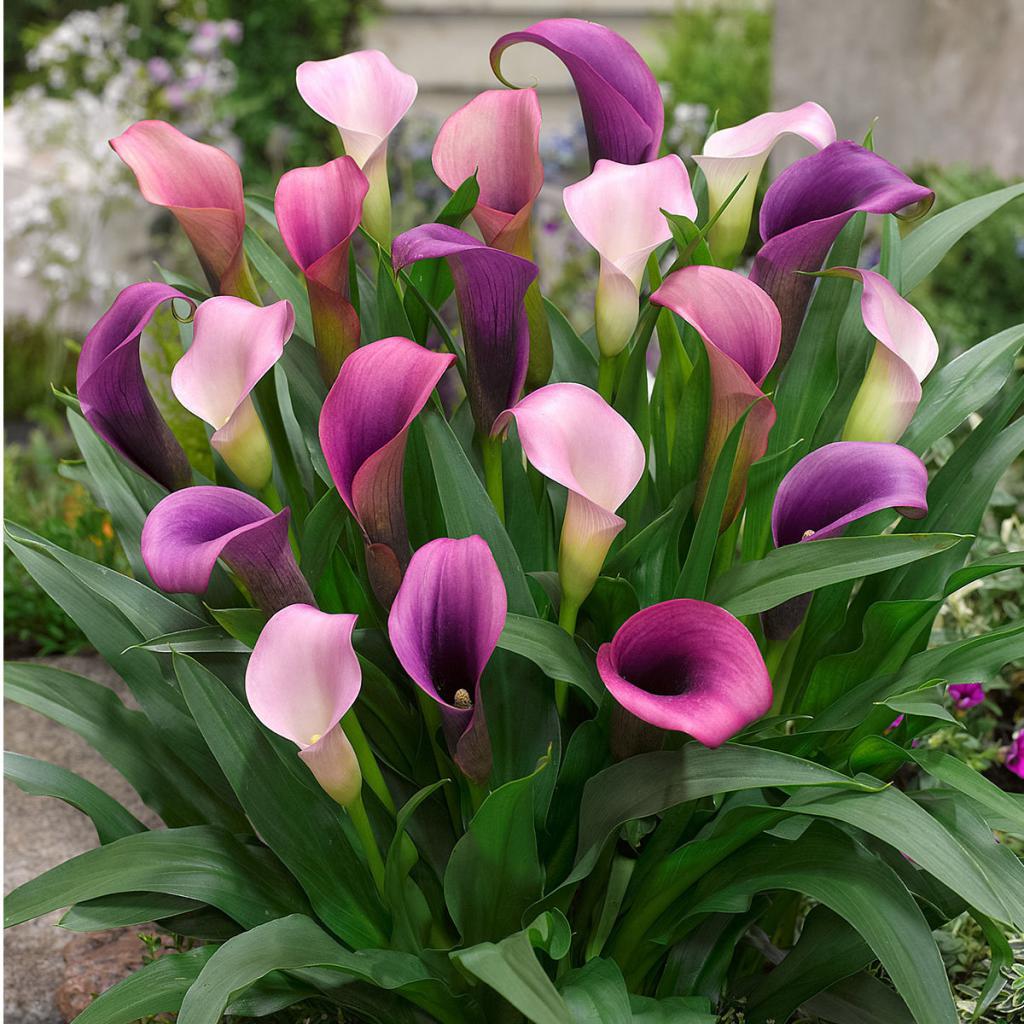 ���� �������. ����-sale. �� ������� � ��! ����� ��� � ��� �� ������! ��������� � ������ ����� ���� �� ���������!  ��� �����!