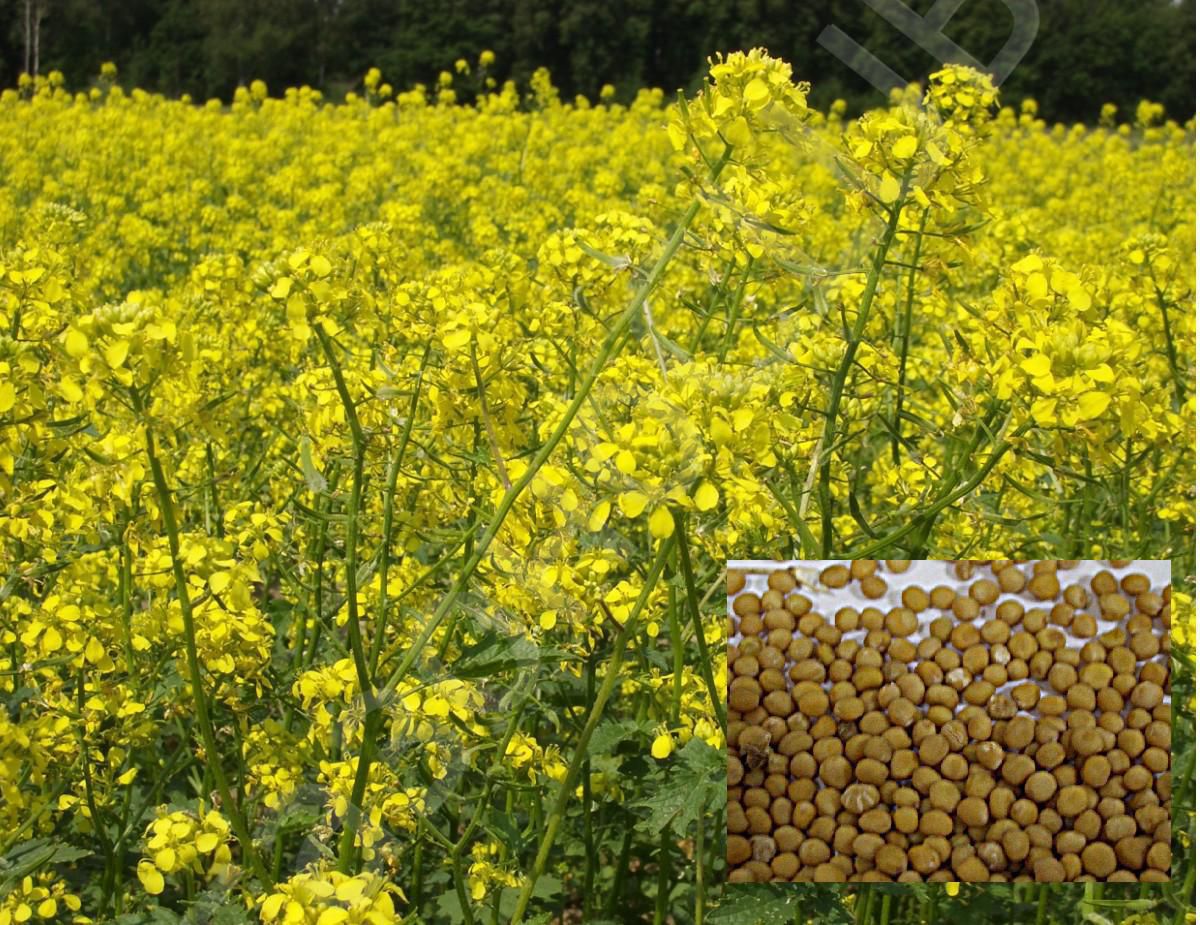 ���������������� � ����� ��������� ������. ��������� ����, ������������, ��������, �����. 