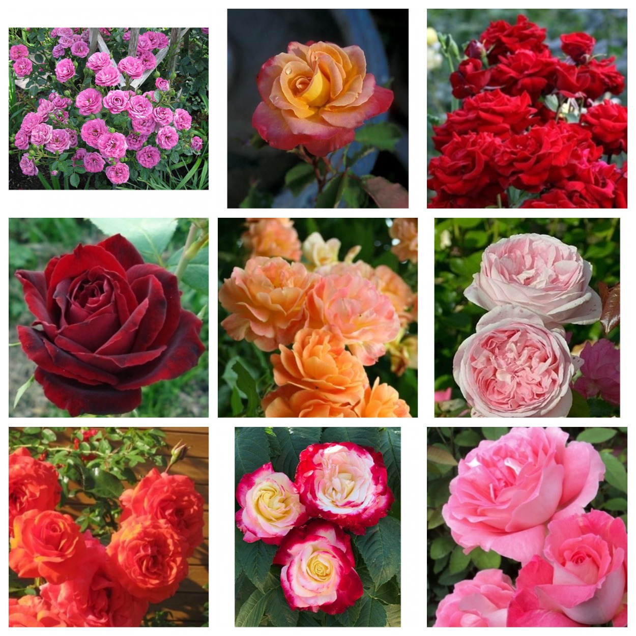 ���� �������. ���� ������� ��������� 9. (�� 20.03).