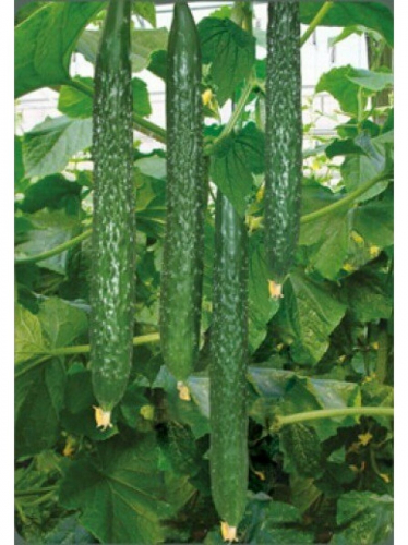 ������� ������� � ��������� ������� � �������� ���������.