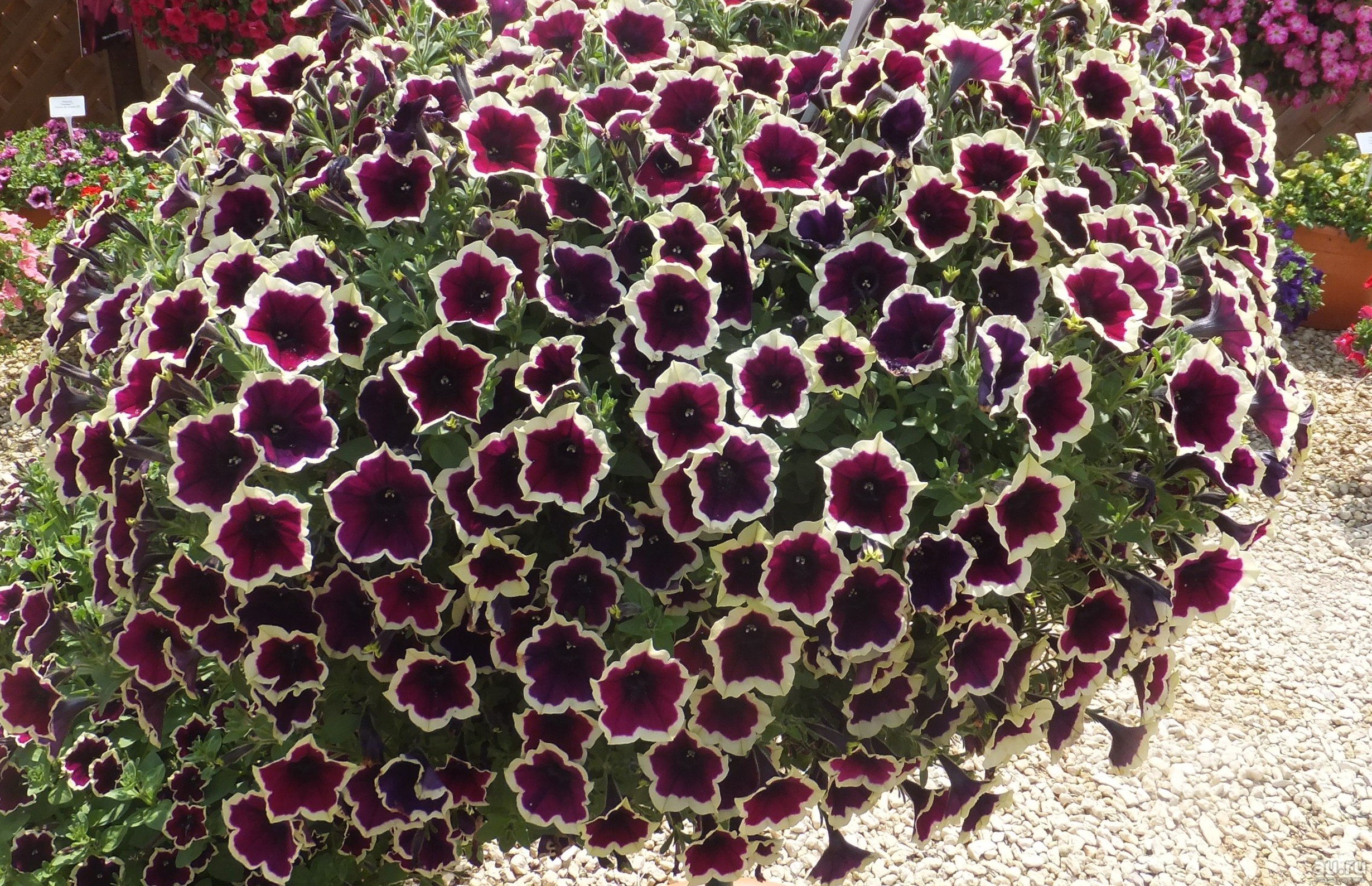 ���������� ������� ������� � ����������!