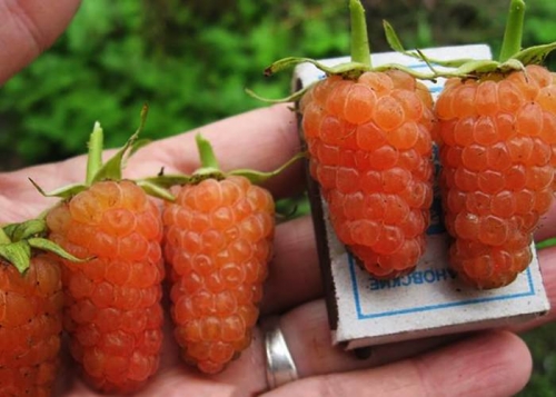 [b]���� �������. ��� �� �������?! ������� ������, �������, ��������, ������, ���������, �����, ���������, ���������, ��������, ����� � ������ ������! ��������� ������� ����! ����� 13[/b]