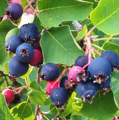 ������� ������� ������� - �����������, ������, ������, �����, � �ӣ ��������� .