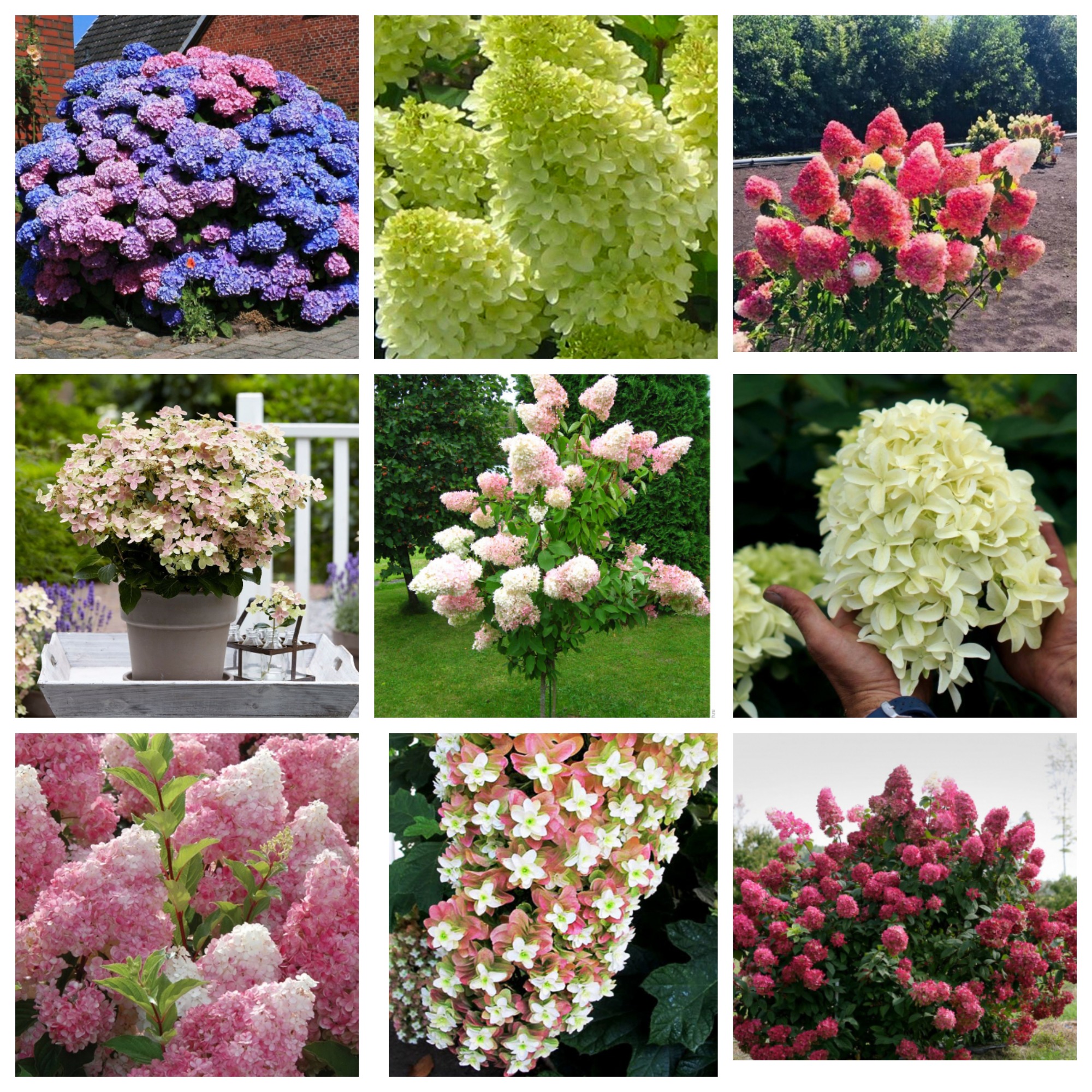 �������� �� ����������. �ӣ � �������, ������� ��������� �� 29 ������