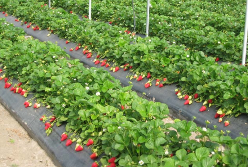 ������ �������� � �������. �������!