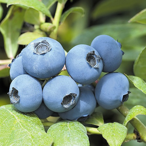 �������� ���� �� 14. 06. ���������-��������� �������! ���������, �������, ������, ��������, ����������.��������, ������ , �������, ��������, ��������, ������, � ������. ��� ����!!!! ������� �������